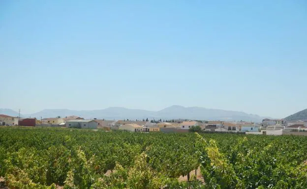 La ruta pasa junto a algunos viñedos de Mollina