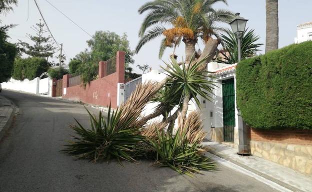 La palmera cayó en un momento en el que no pasaba nadie por la calle. 