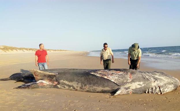 Aparece en la playa de Doñana el cadáver de un tiburón de nueve metros