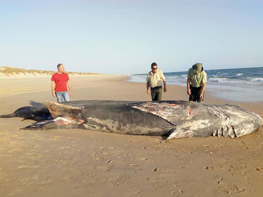 El animal llevaba enredada una red en la boca y la cabeza, aunque aún no se sabe si esta circunstancia está relacionada con la causa de su muerte