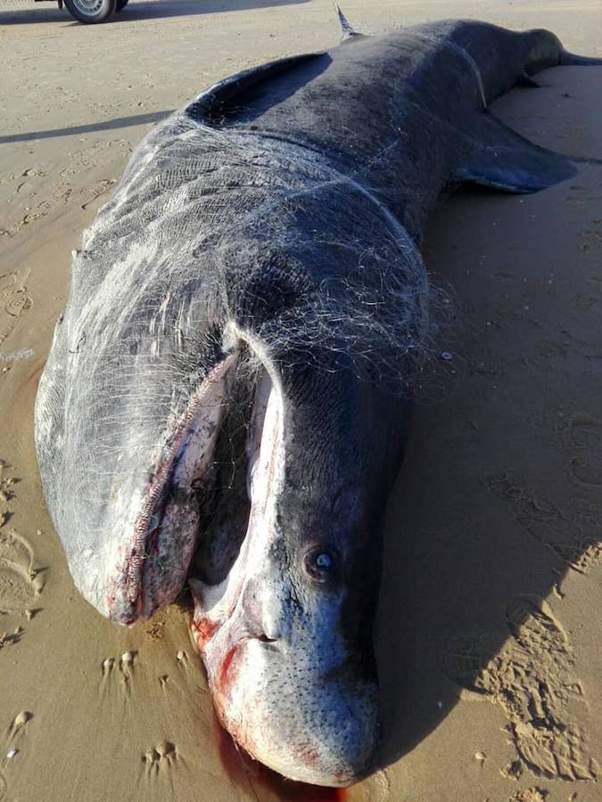 El animal llevaba enredada una red en la boca y la cabeza, aunque aún no se sabe si esta circunstancia está relacionada con la causa de su muerte