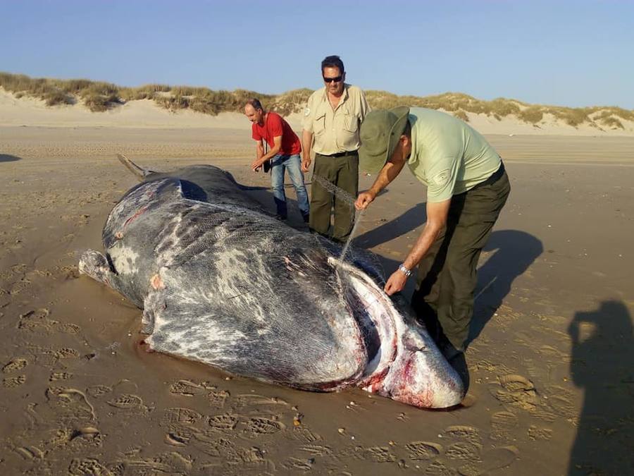 El animal llevaba enredada una red en la boca y la cabeza, aunque aún no se sabe si esta circunstancia está relacionada con la causa de su muerte