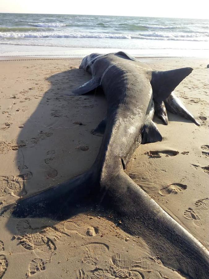 El animal llevaba enredada una red en la boca y la cabeza, aunque aún no se sabe si esta circunstancia está relacionada con la causa de su muerte