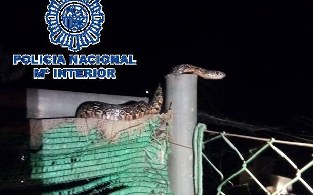 Imagen de la serpiente. Vídeo: Momento en el que la Policía captura a la serpiente.