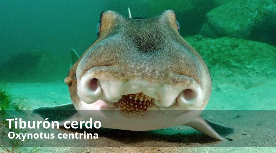 El mar de Alborán, que abarca desde el estrecho de Gibraltar hasta Cabo de Gata (Almería), que baña el litoral de Málaga; alberga un amplio abanico de especies de tiburones. Un estudio realizado por el malagueño Paco Pinto, reúne información de las que habitan en nuestra costa.