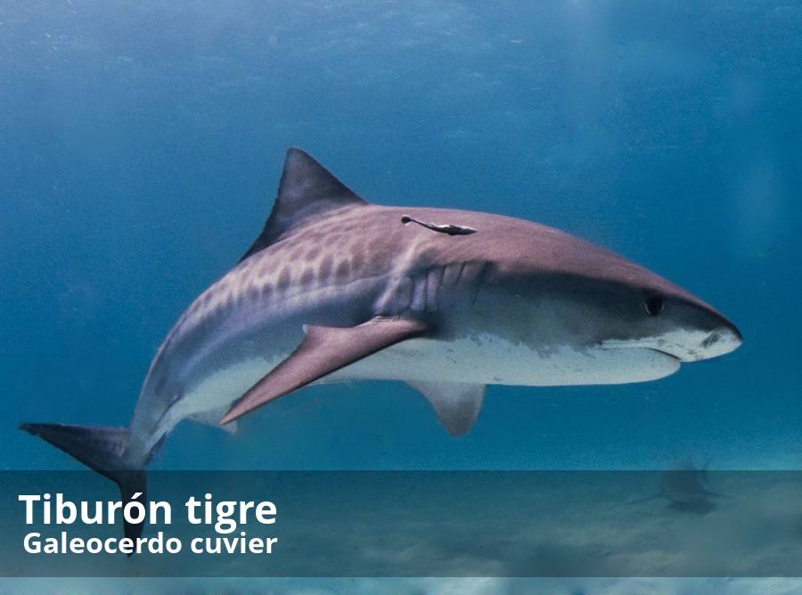 El mar de Alborán, que abarca desde el estrecho de Gibraltar hasta Cabo de Gata (Almería), que baña el litoral de Málaga; alberga un amplio abanico de especies de tiburones. Un estudio realizado por el malagueño Paco Pinto, reúne información de las que habitan en nuestra costa.