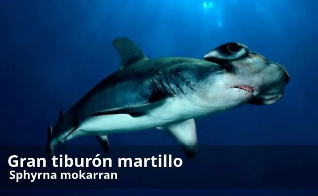 Galería. Las 35 especies de tiburón que habitan en Málaga.