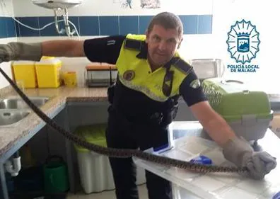 Imagen secundaria 1 - Imagen de las tres serpientes capturadas recientemente en Málaga