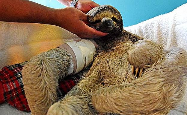 Pancho, el perezoso atropellado en Bolivia que conmueve al mundo