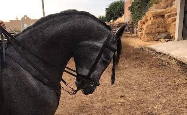 Denuncian el robo de un caballo de 15.000 euros en la zona de Carlinda