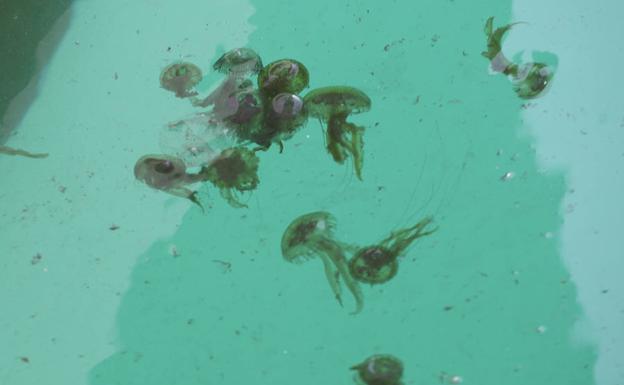 Gran cantidad de medusas en la zona de la prueba.