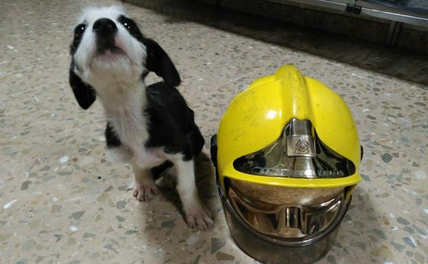 Imagen principal - Imágenes de la perra en la protectora, en el parque de Bomberos y con uno de los efectivos del cuerpo.