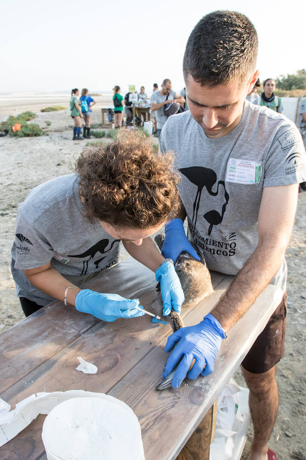 Más de 500 expertos y voluntarios participan en el anillamiento de la laguna antequerana, una jornada de gran valor científico y social