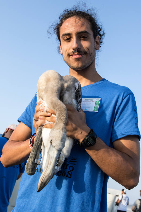 Más de 500 expertos y voluntarios participan en el anillamiento de la laguna antequerana, una jornada de gran valor científico y social