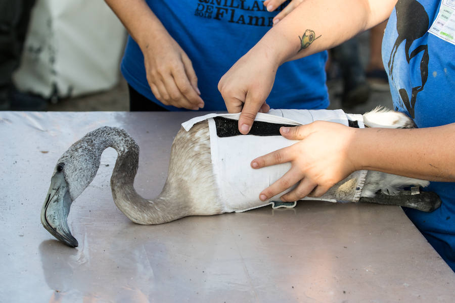 Más de 500 expertos y voluntarios participan en el anillamiento de la laguna antequerana, una jornada de gran valor científico y social