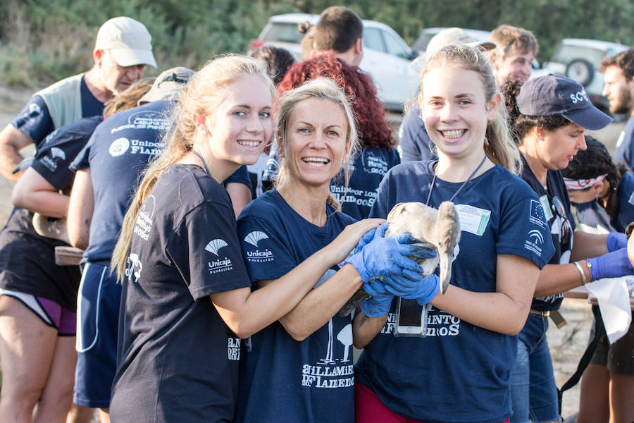 Más de 500 expertos y voluntarios participan en el anillamiento de la laguna antequerana, una jornada de gran valor científico y social