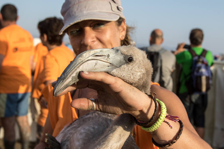 Más de 500 expertos y voluntarios participan en el anillamiento de la laguna antequerana, una jornada de gran valor científico y social