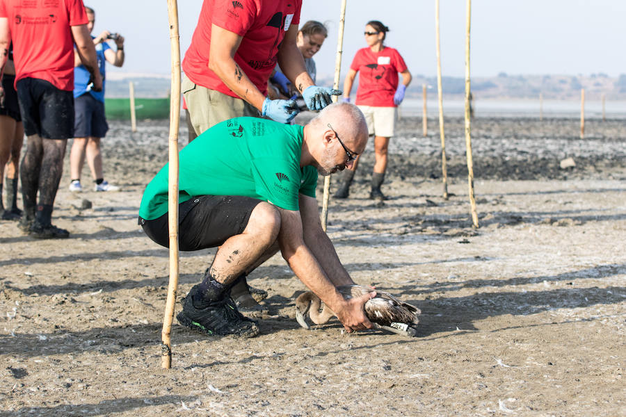 Más de 500 expertos y voluntarios participan en el anillamiento de la laguna antequerana, una jornada de gran valor científico y social