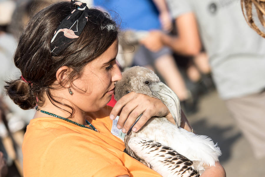 Más de 500 expertos y voluntarios participan en el anillamiento de la laguna antequerana, una jornada de gran valor científico y social