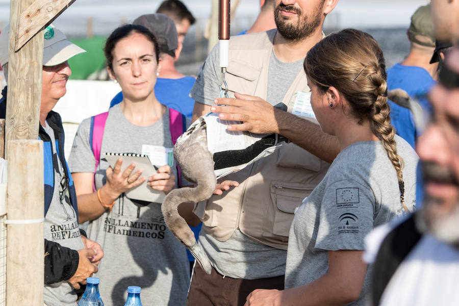 Más de 500 expertos y voluntarios participan en el anillamiento de la laguna antequerana, una jornada de gran valor científico y social