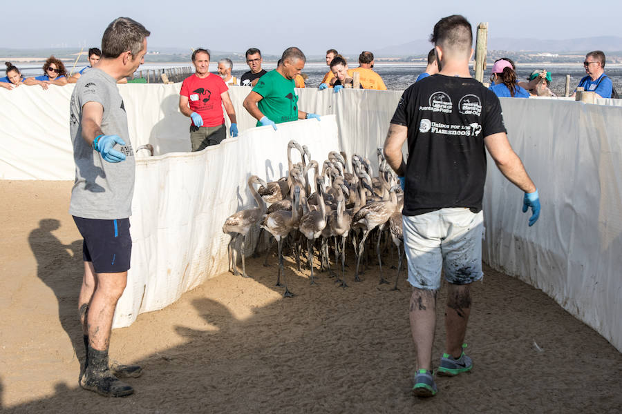 Más de 500 expertos y voluntarios participan en el anillamiento de la laguna antequerana, una jornada de gran valor científico y social