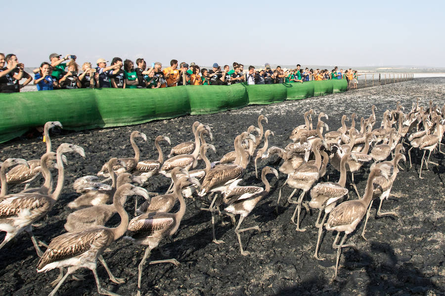 Más de 500 expertos y voluntarios participan en el anillamiento de la laguna antequerana, una jornada de gran valor científico y social