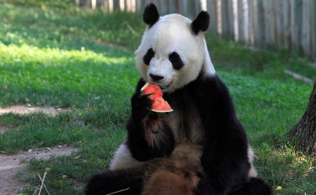 Oso panda gigante.