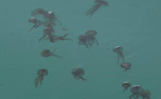 Imagen de medusas en aguas de la capital este verano. 