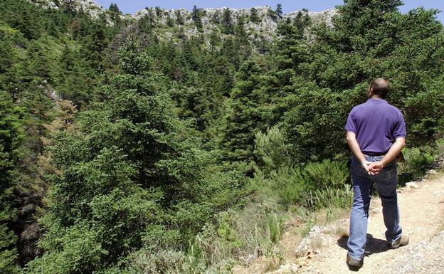 Las cañadas del Cuerno y de las Ánimas cobijan especies de 200 a 300 años de edad.