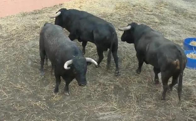 Toros de Fermín Bohórquez