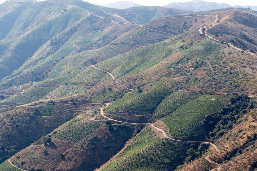 Fotos: El proyecto de vinos de Ordóñez e Hijos en los Montes de Málaga