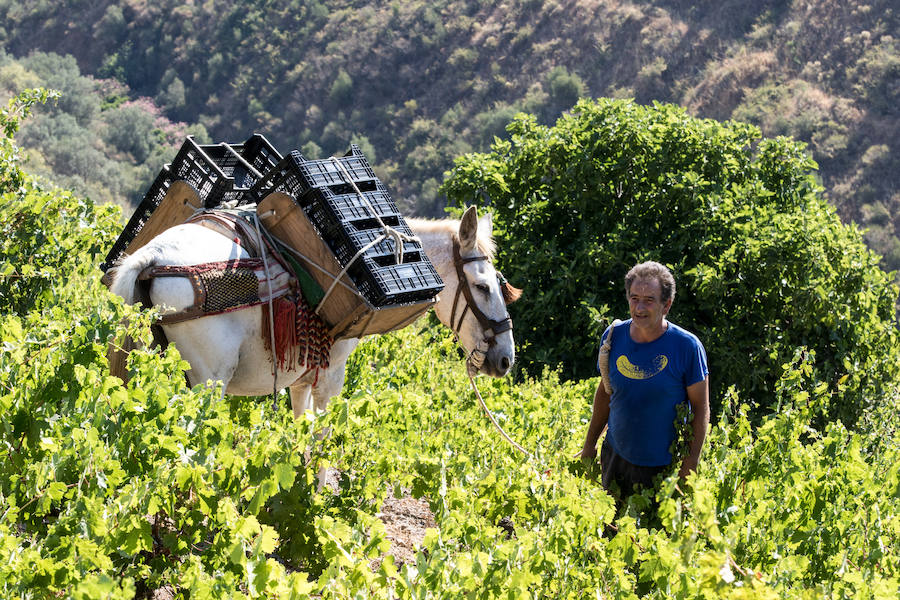 Fotos: El proyecto de vinos de Ordóñez e Hijos en los Montes de Málaga