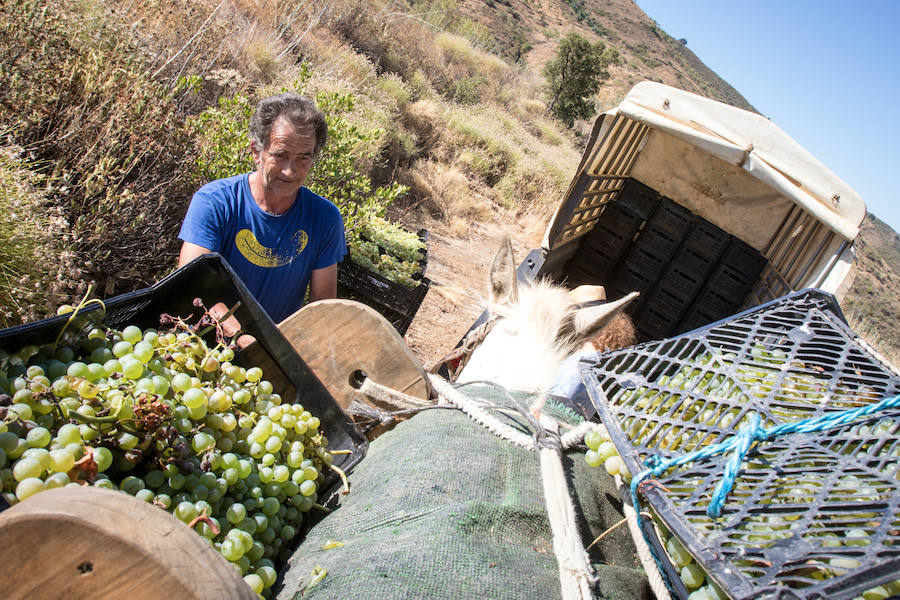 Fotos: El proyecto de vinos de Ordóñez e Hijos en los Montes de Málaga