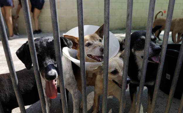Muchos de los perros llegan enfermos o con heridas. 