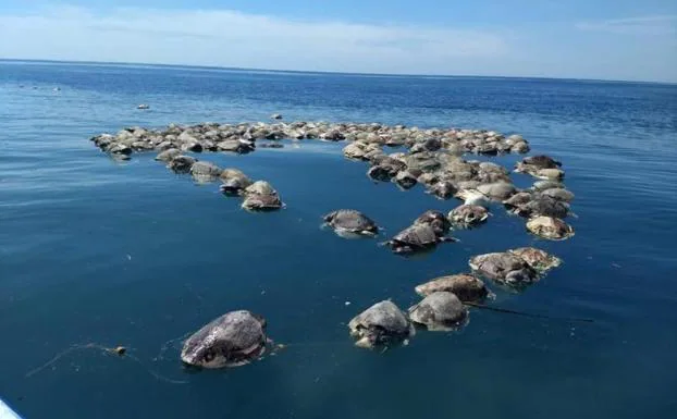 Imagen de algunas de las tortugas muertas. 
