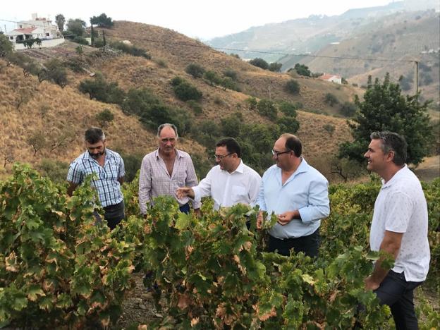 Heredia, Campos y Yuste, ayer en su visita a una finca de viñas. 