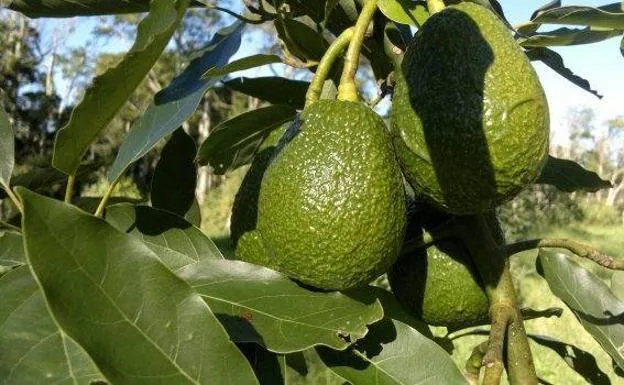 Frutas exóticas que se cultivan en Málaga y dónde comprarlas | Diario Sur
