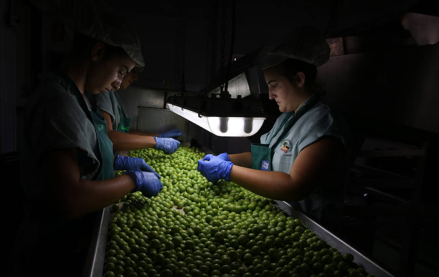 Trabajadoras criban las aceitunas antes de que sean partidas e introducidas en salmuera para su conservación. 