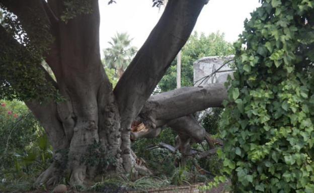 El ficus está en una parcela privada.