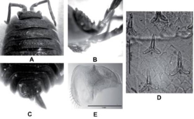 Imagen del nuevo insecto descrito por el científico Julio Cifuentes.