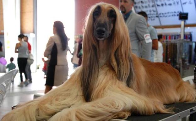 La XXXII Exposición Internacional Canina reunirá en Málaga más de 4.000 ejemplares de Europa, EE UU y Japón