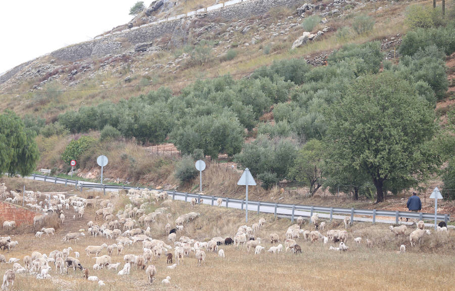 Bobadilla, Campillos, Teba, Casarabonela, Ardales y Estepona se llevan lo peor de la alerta roja que ha dejado registros históricos