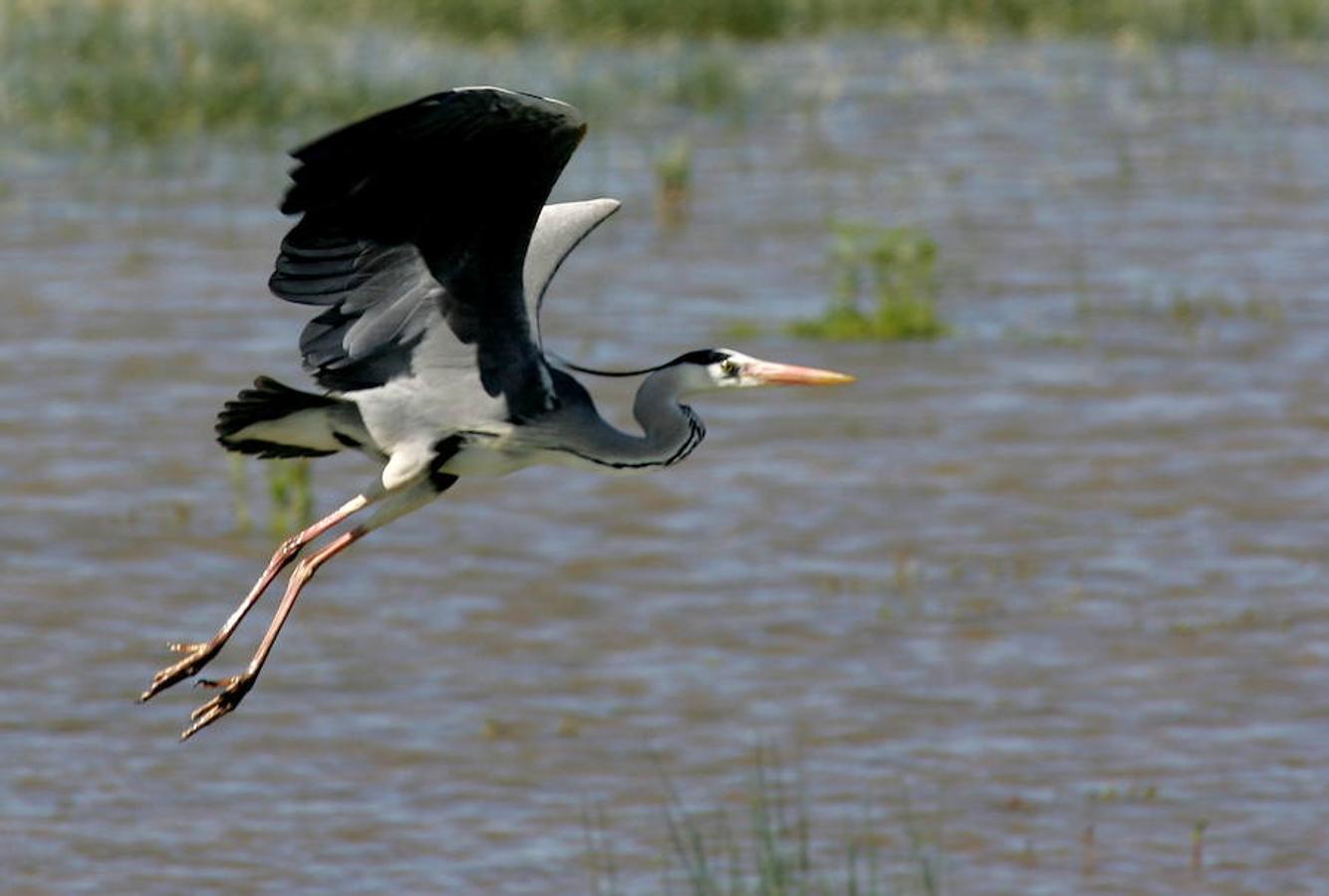 La garza es una de las especies más destacadas de Doñana.