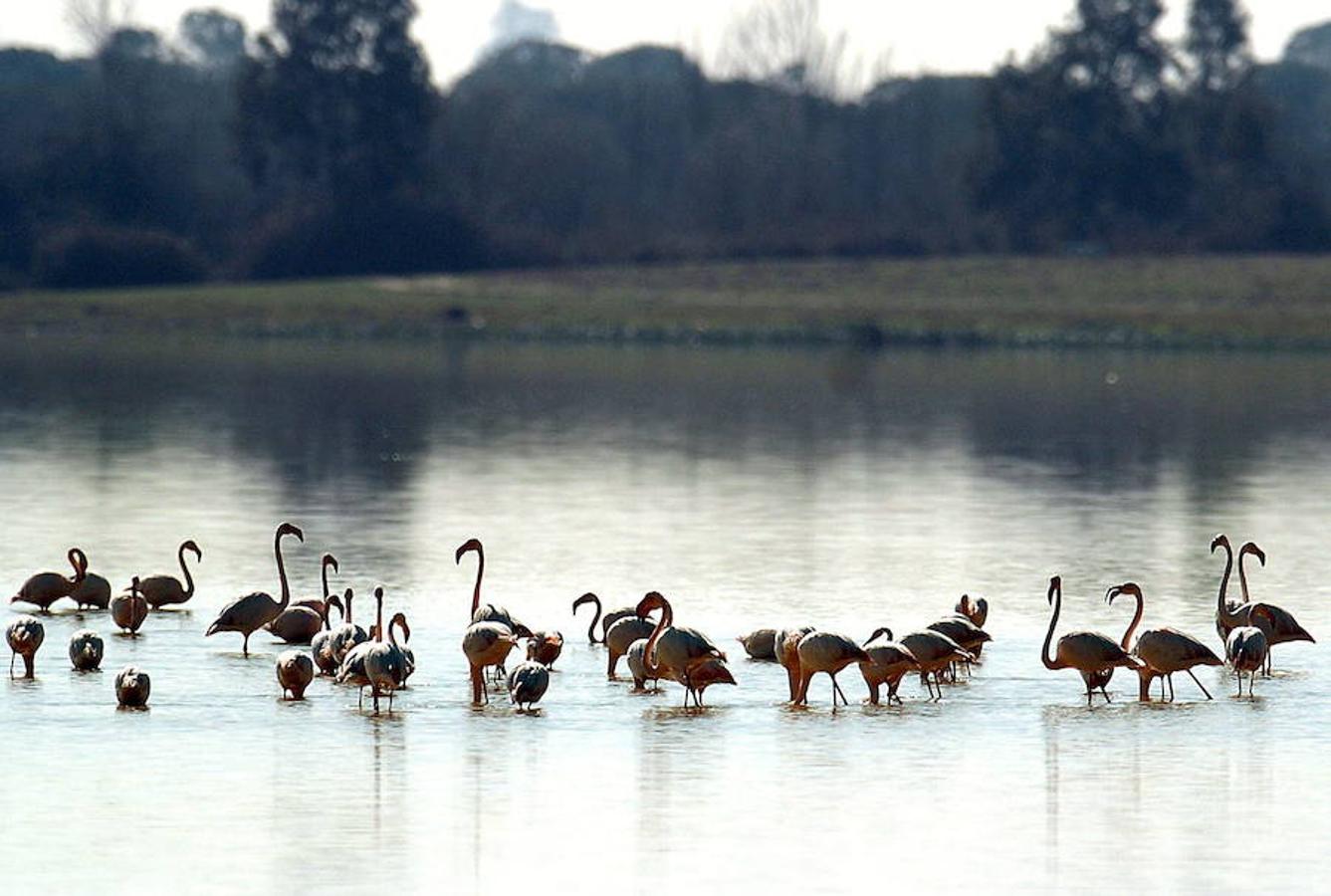 La existencia de marismas en este Parque Natural es un reclamo para numerosas aves migratorias.