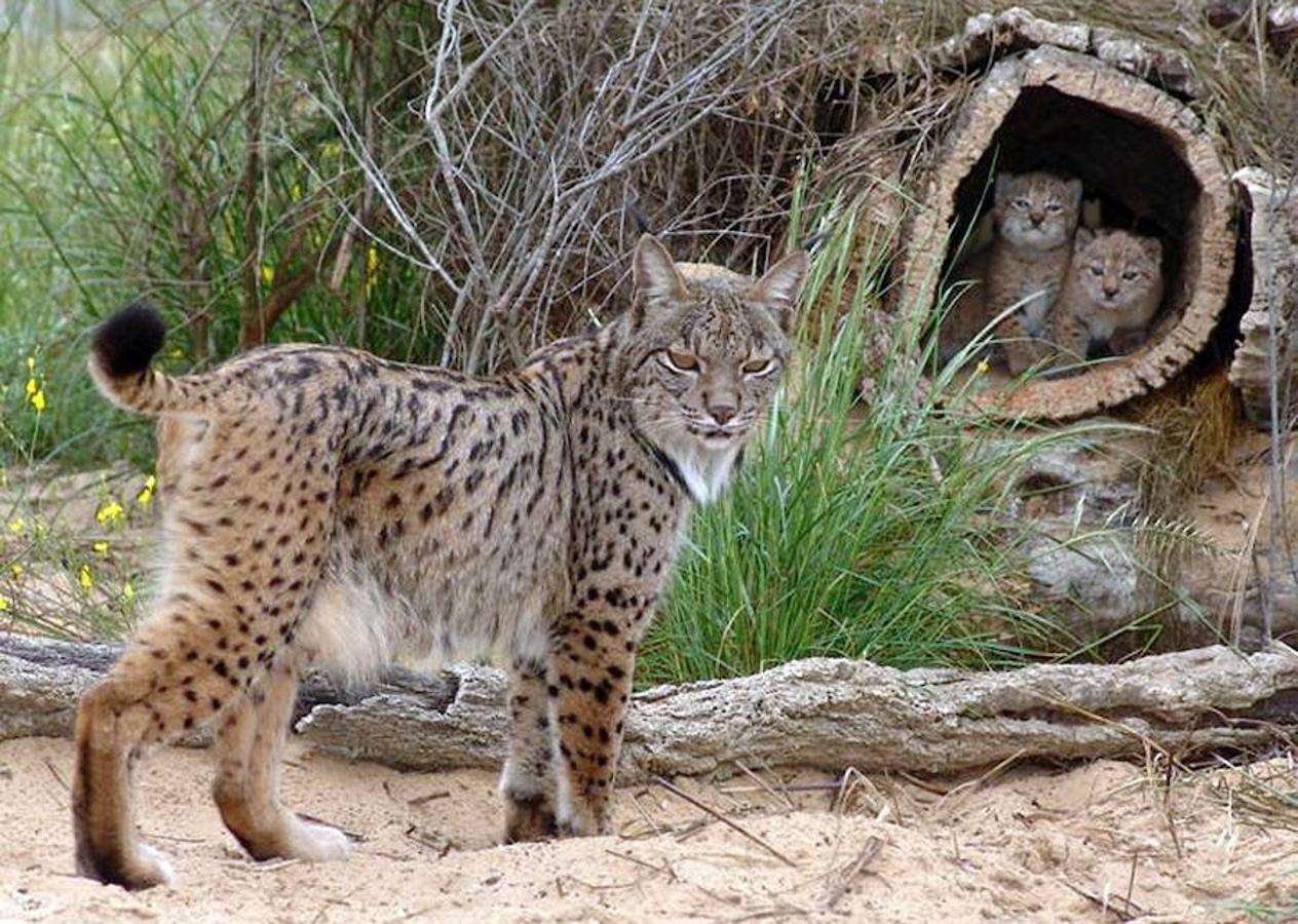 El lince ibérico, especie en peligro de extinción, tiene en Doñana el hogar más seguro.