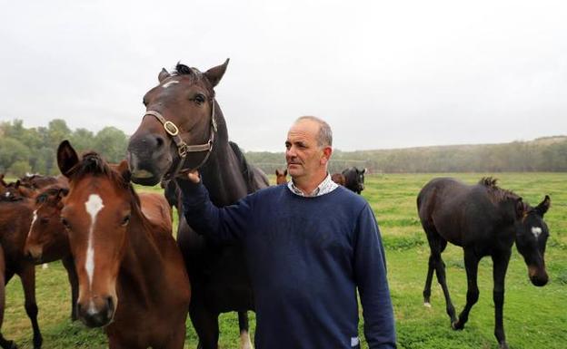 Imagen principal - El criador y presidente del Jockey Club Español, José Hormaeche, junto a sus purasangres en su finca Torreduero, en Torrecilla de la Abadesa (Valladolid).El traslado hacia la subasta es una de las operaciones más delicadas. Subasta de caballos jóvenes ('yearlings') de este mes de octubre en La Zarzuela