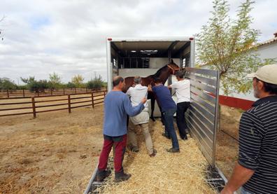 Imagen secundaria 1 - El criador y presidente del Jockey Club Español, José Hormaeche, junto a sus purasangres en su finca Torreduero, en Torrecilla de la Abadesa (Valladolid).El traslado hacia la subasta es una de las operaciones más delicadas. Subasta de caballos jóvenes ('yearlings') de este mes de octubre en La Zarzuela