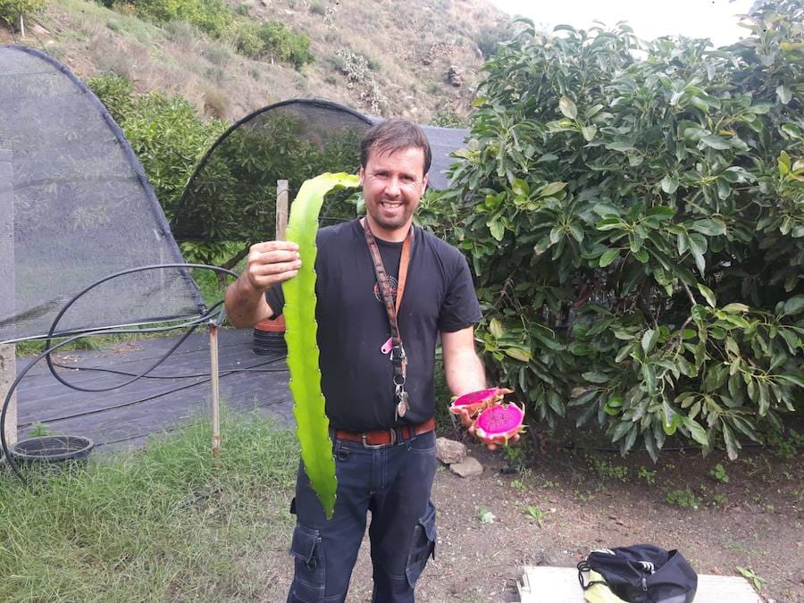 El nerjeño Ramón Jiménez, con una planta de pitaya y una fruta, de la variedad Ruby Red, en su finca de Torrox.