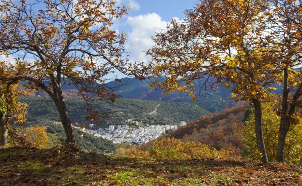 Castaños en el Valle del Genal (archivo).