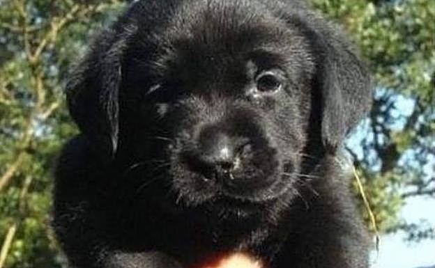 Detenida por tirar a un perro por la ventana en una discusión con su expareja